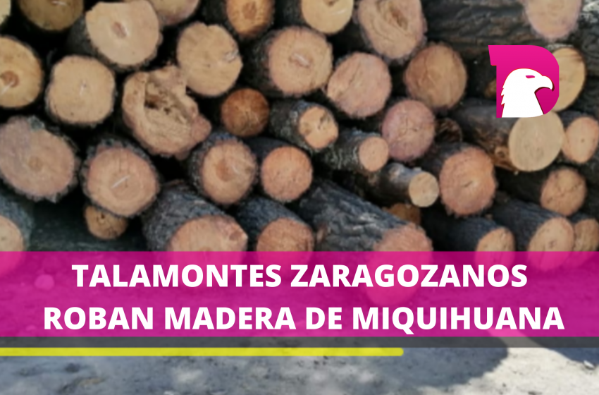 Talamontes están acabando con el “pulmón” de Miquihuana