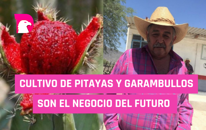  Cultivo de pitayas y garambullos son el negocio del futuro.