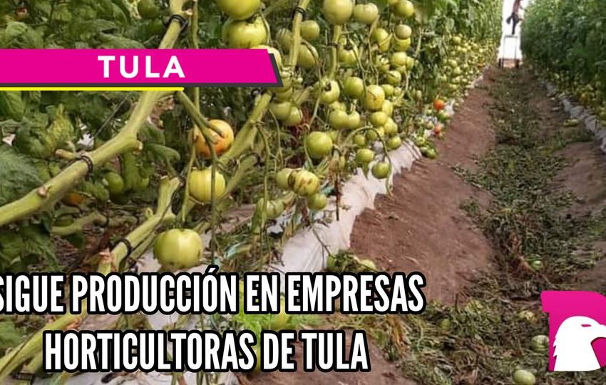  Sigue producción en empresas horticultoras de Tula