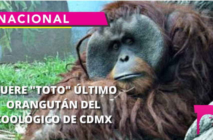  Muere “Toto” el último orangután del zoológico de CDMX