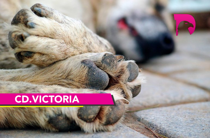  Se disparan envenenamientos de mascotas en Victoria