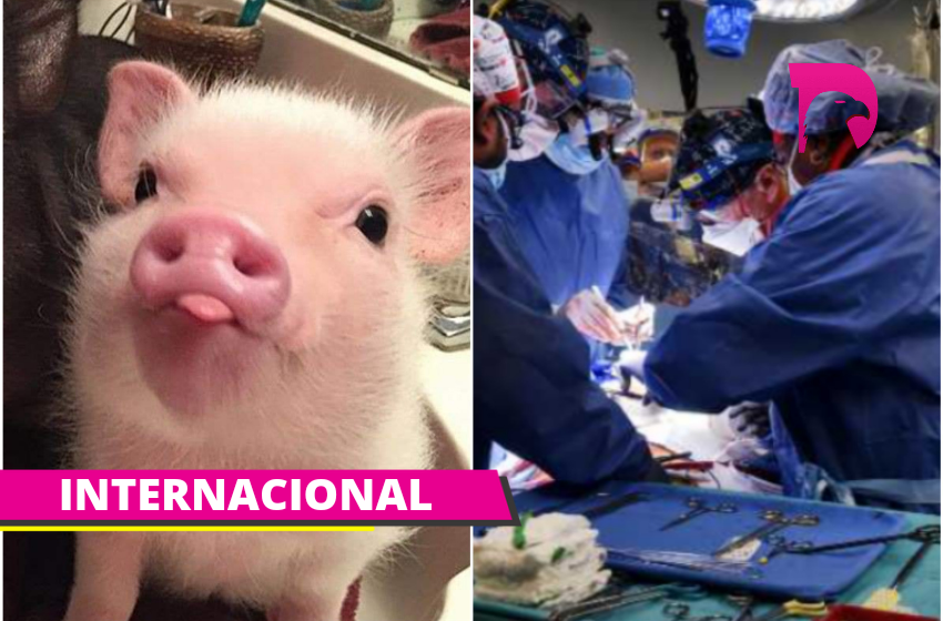  ¡Primer trasplante de corazón de cerdo a humano fue un éxito!