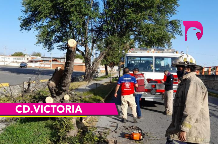  Retira Ayuntamiento de Victoria árboles caídos por Frente Frío