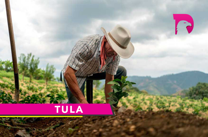  Campos agrícolas de Tula continúan produciendo