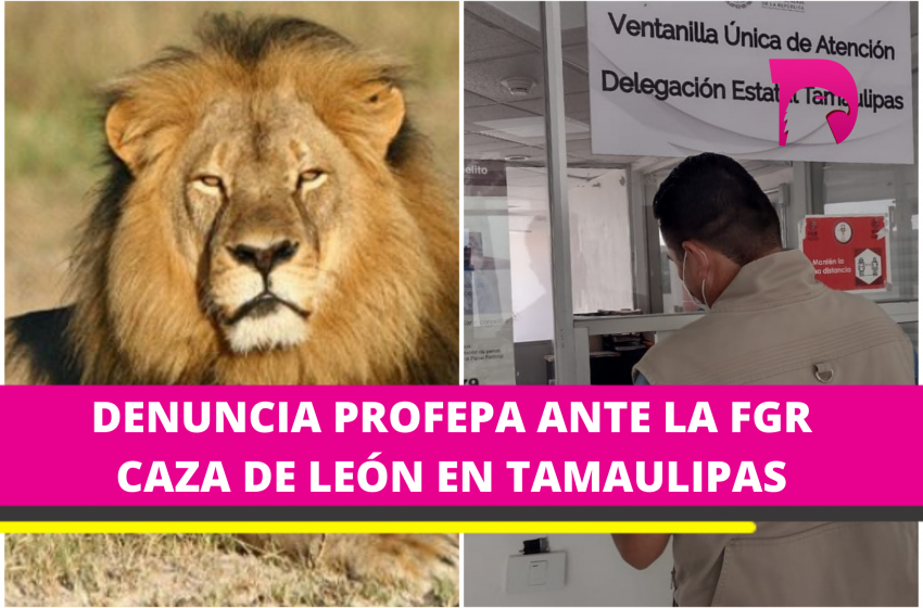  PROFEPA  presentó una denuncia penal por la “caza ilegal” de un león