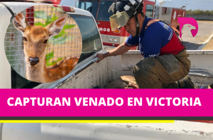  Una cría de venado se paseaba por fraccionamiento