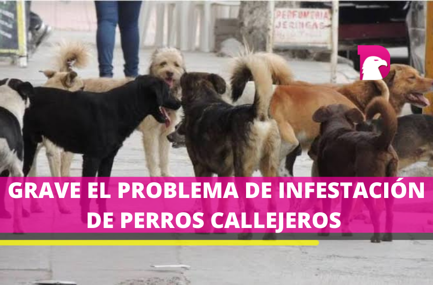  Los perros abandonados se han vuelto un problema de salud pública en Tula