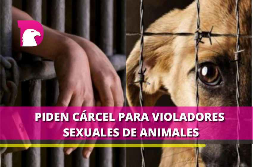  Activista pide que se castigue a los violadores de animales