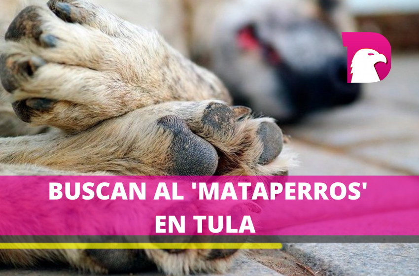  Denuncian envenenamiento de perros en Tula