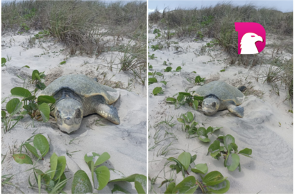  Tortuga Lora llega a Tamaulipas