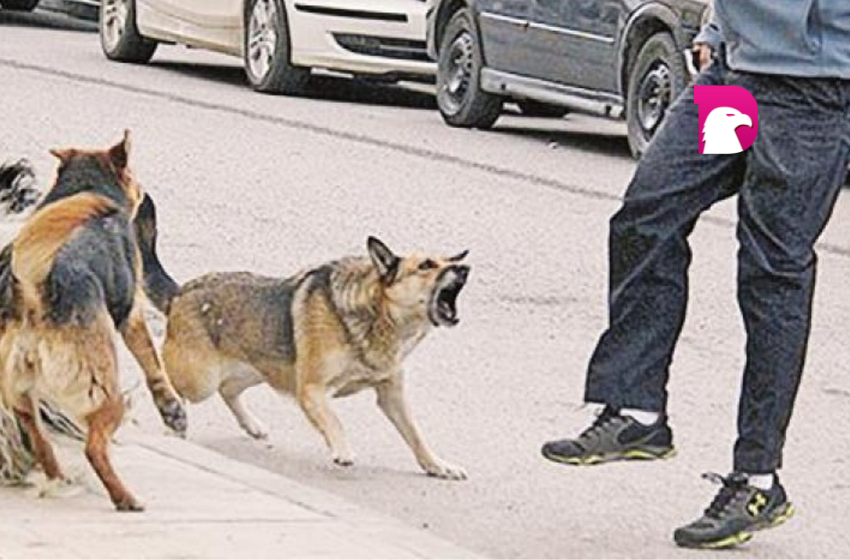  Alertan por perros bravos en el barrio “Independencia”