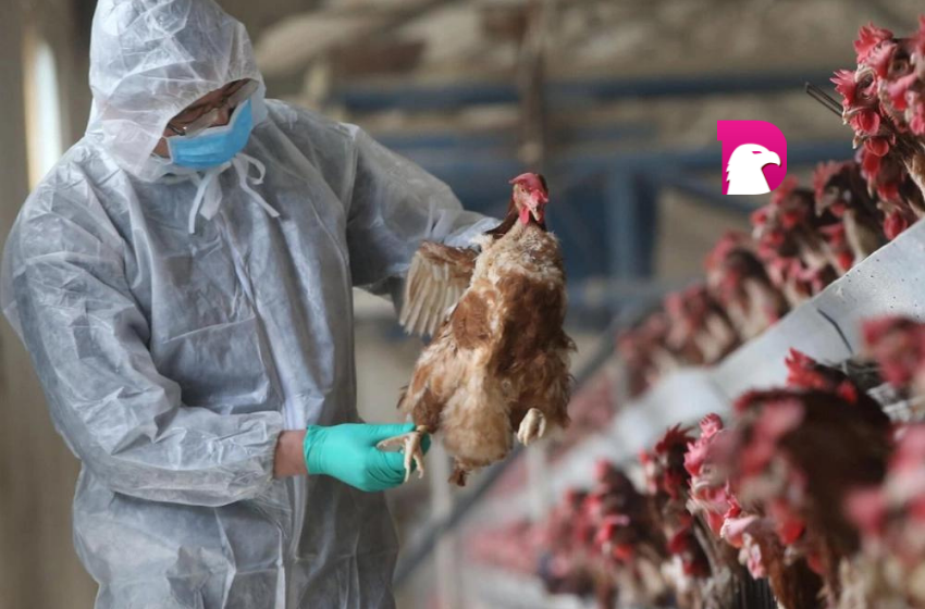  China detecta el primer caso de gripe aviar H3N8 en humanos