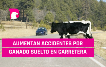  Aumentan accidentes por ganado suelto en carretera