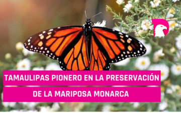  Tamaulipas pionero en la preservación de la Mariposa Monarca