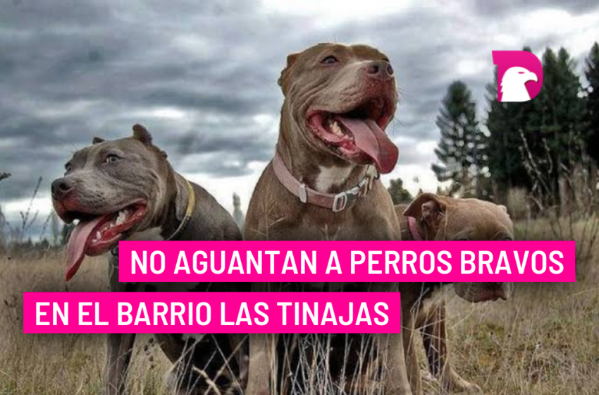  No aguantan a perros bravos en el Barrio las Tinajas