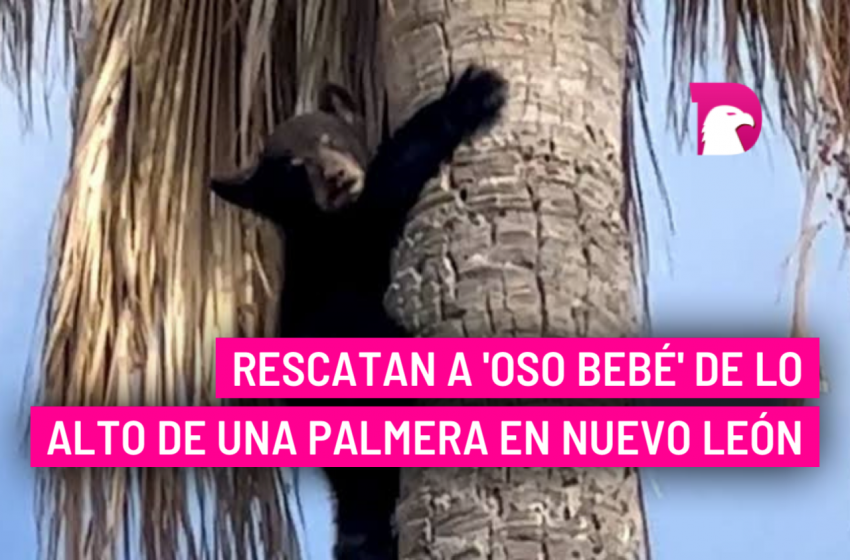  Rescatan a ‘oso bebé’ de lo alto de una palmera en Nuevo León