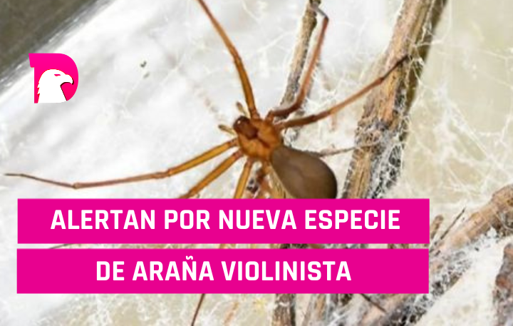  Alertan por nueva especie de araña violinista