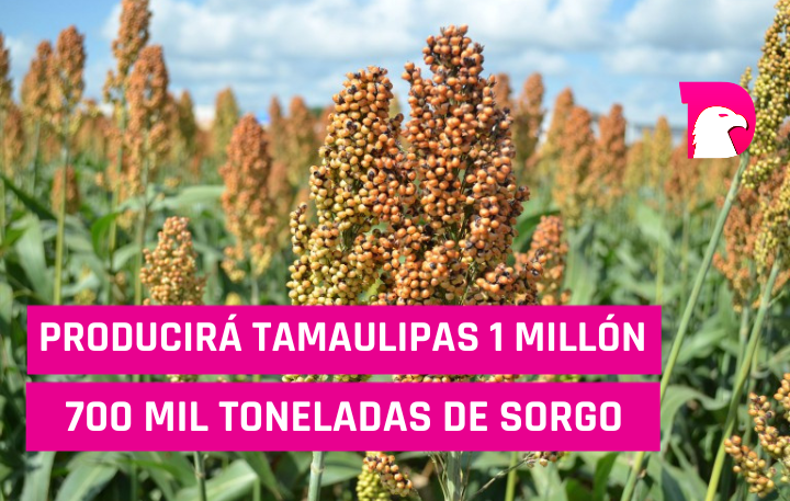  Producirá Tamaulipas 1 millón 700 mil toneladas de sorgo