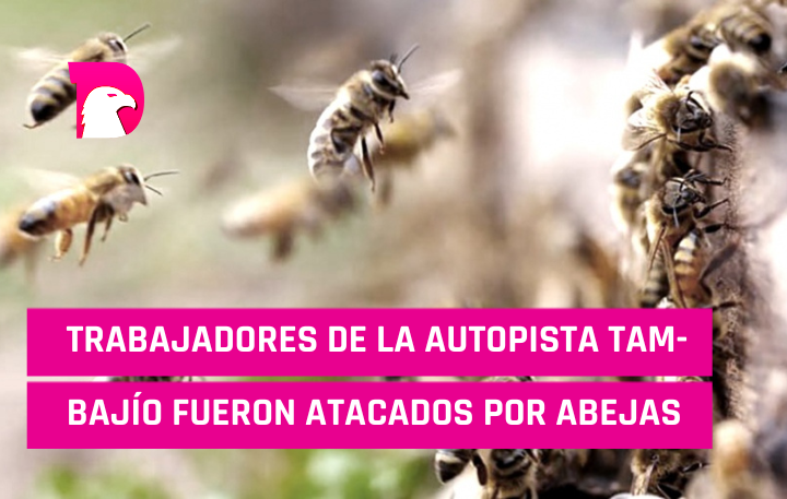  Trabajadores de la autopista TAM-BAJÍO fueron atacados por abejas