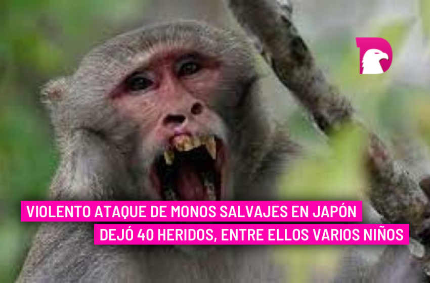  Violento ataque de monos salvajes en Japón dejó 40 heridos, entre ellos varios niños