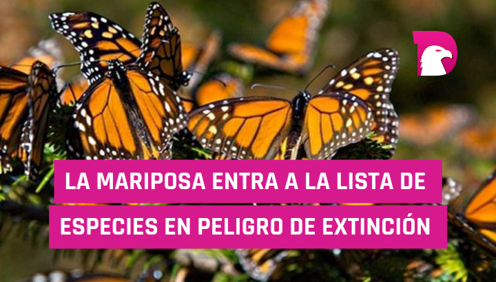  La Mariposa Monarca entra a la lista de especies en peligro de extinción