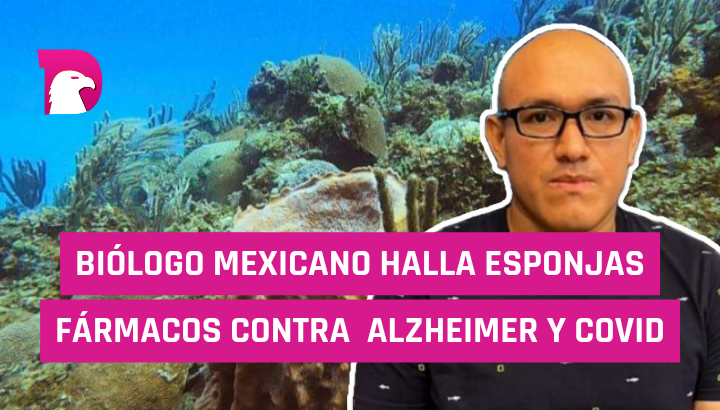  Biólogo mexicano halla en esponjas fármacos contra Alzheimer y COVID