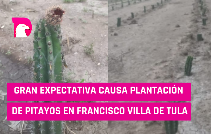  Gran expectativa causa plantación de pitayos en Francisco Villa de Tula.
