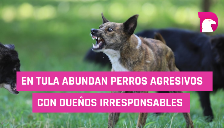  En Tula abundan perros agresivos con dueños irresponsables