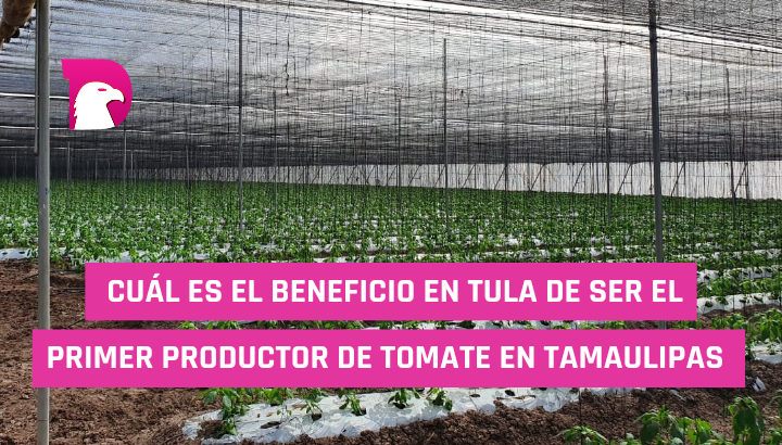 Cuál es el beneficio en Tula de ser el primer productor de Tomate en Tamaulipas