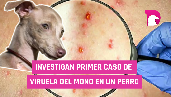  Investigan primer caso de viruela del mono en un perro