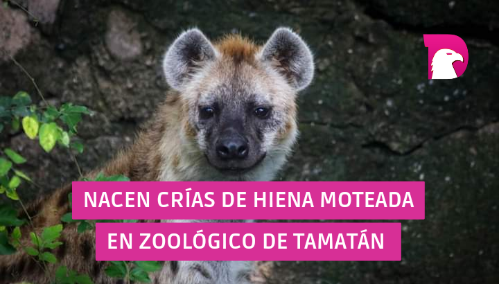  Nacen crías de hiena moteada en Zoológico Tamatán