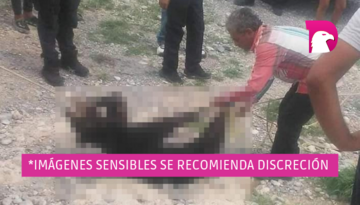  ¡Terrible! Pobladores asesinan a cría de oso negro