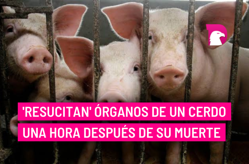  ‘Resucitan’ órganos de un cerdo una hora después de su muerte