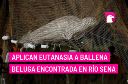  Aplican eutanasia a ballena beluga encontrada en río Sena