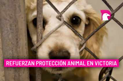  Refuerzan protección animal en Victoria