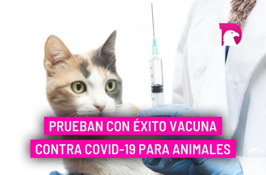  Prueban con éxito vacuna contra Covid-19 para animales