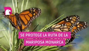  Se protege ruta de la mariposa Monarca.