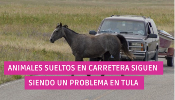  Animales sueltos en carretera siguen siendo un problema en Tula