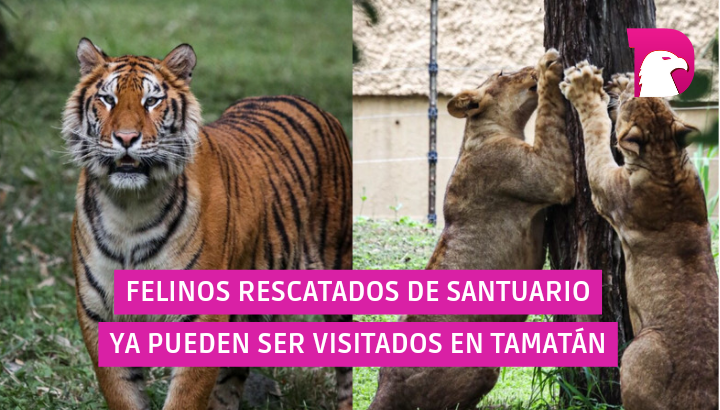  Felinos recatados de Santuario ya pueden ser visitados en Tamatán