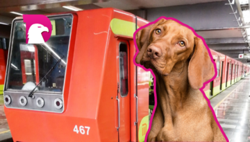  Salva a lomito de las vías del metro y lo mandan al juzgado