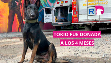  La historia de Tokio, la pastor belga rescatista