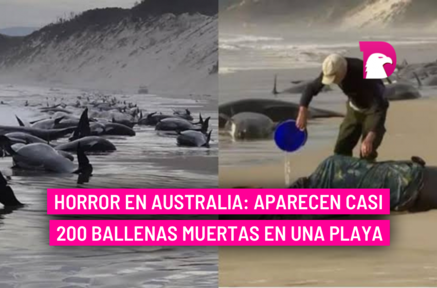  Horror en Australia: aparecen casi 200 ballenas muertas en una playa