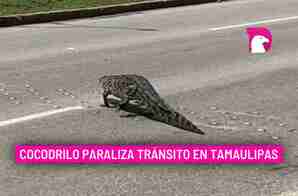  Cocodrilo paraliza tránsito en Tamaulipas