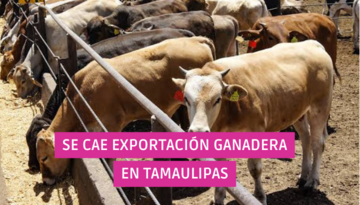  Se cae la exportación ganadera en Tamaulipas