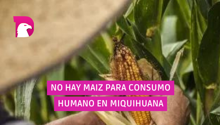  No hay maíz para consumo humano en Miquihuana