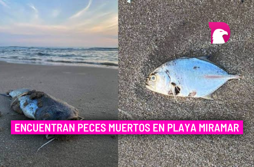  Encuentran peces muertos en Playa Miramar