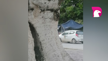  Higuerón a punto de colapsarse frente a la iglesia