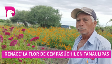  ‘Renace’ la flor cempasúchil en Tamaulipas