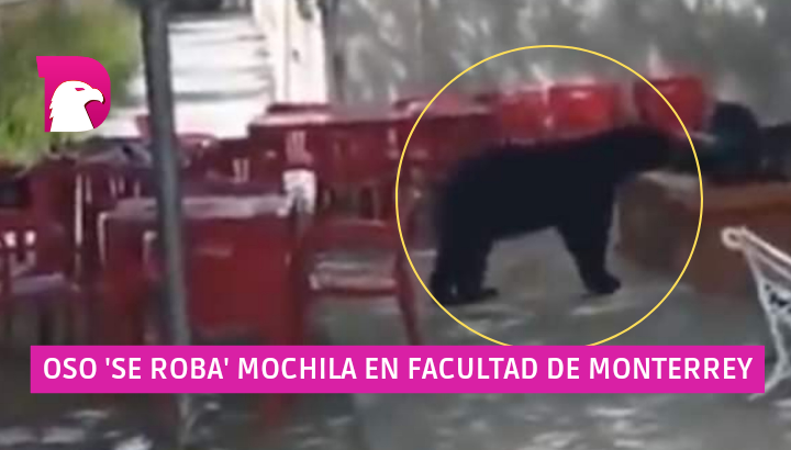  Vídeo: Oso ‘se roba’ mochila en facultad de Monterrey