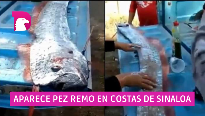  Capturan en Sinaloa a un pez remo que ‘predice sismos’ (vídeo)